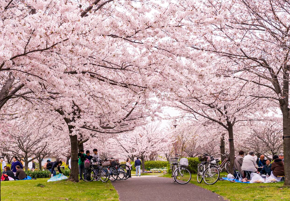 du-lich-nhat-ban-mua-nao-dep-nhat-kinh-nghiem-chon-thoi-diem-ly-tuong6